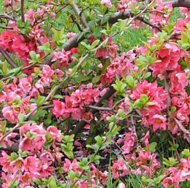 Айва японская 'Пинк Трейл'