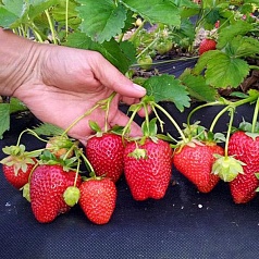 Земляника (клубника) 'Ароза'