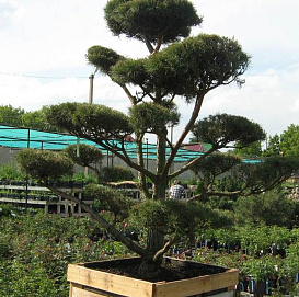 Сосна черная бонсай