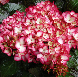 Гортензия крупнолистная 'Мираи'