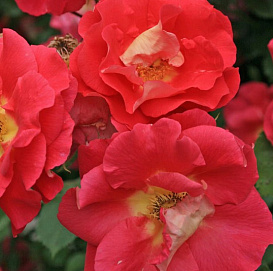 Роза 'Баяццо' (плетистая)