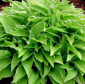 Хоста гибридная (вздутая, волнистая) 'Лемон Делайт'