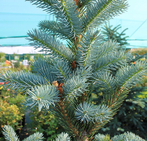 Ель колючая Голубая