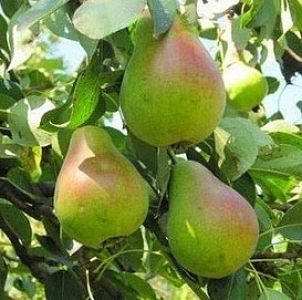 Груша 'Русская красавица'