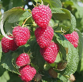 Малина 'Поляна'