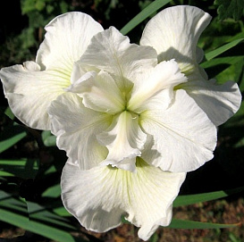 Ирис сибирский 'Беллиссима'