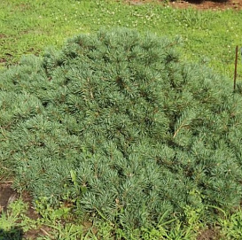 Сосна обыкновенная 'Репенс'