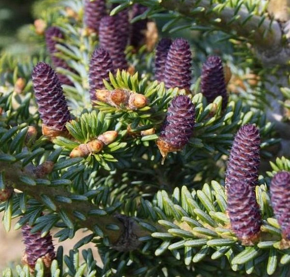 Пихта корейская 'Блю Эмперор'