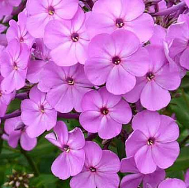 Флокс метельчатый 'Кул Бест'