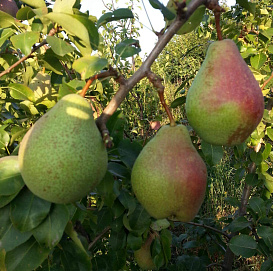 Груша 'Февральский сувенир'