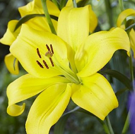 Лилия 'Минноу' (светло желтая)