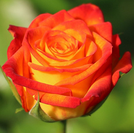 Роза 'Утопия' (чайно-гибридная) (красно - желтая)