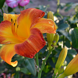 Лилейник гибридный 'Морнинг Сан'