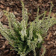 Вереск обыкновенный 'Алисия' (белый)