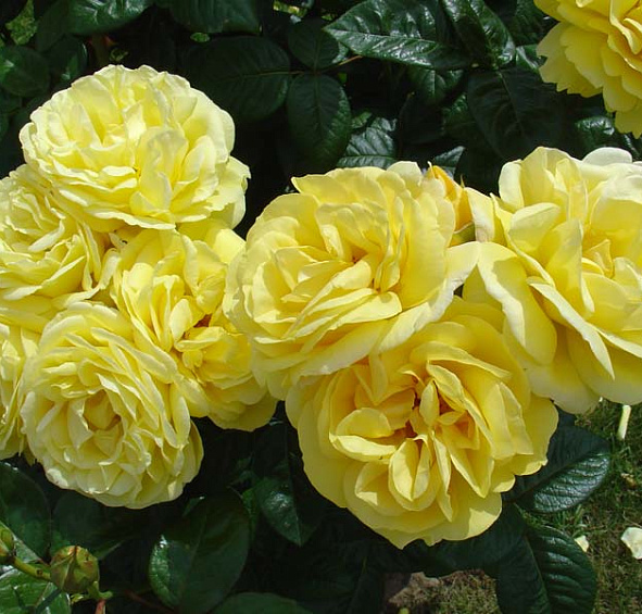 Роза Люция (Lucia)