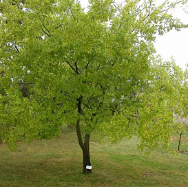 Вяз мелколистный