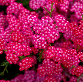 Тысячелистник обыкновенный (парковый) 'Церайс Квин'