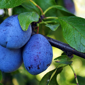 Слива 'Венгерская корнеевская'