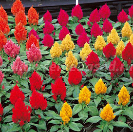 Целозия метельчатая карликовая 'Кимоно' (микс)