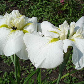 Ирис сибирский 'Галс Винг'