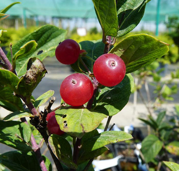 Жимолость Королькова