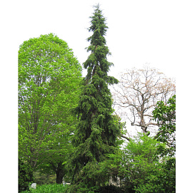 Ель сербская 'Пендула Брунс'