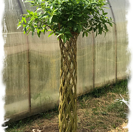 Ива разносортная (плетение)