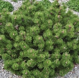 Сосна горная 'Клостеркоттер'