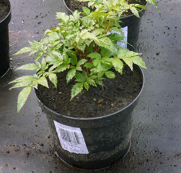 Астильба японская 'Ред Сентинел' (красная)