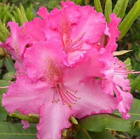 Рододендрон гибридный 'Анастасия' (розовый)