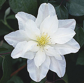 Клематис 'Сильвия Денни'