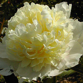 Пион молочноцветковый 'Лаура Десерт' (желтый)