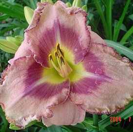 Лилейник гибридный 'Роял Брейд'