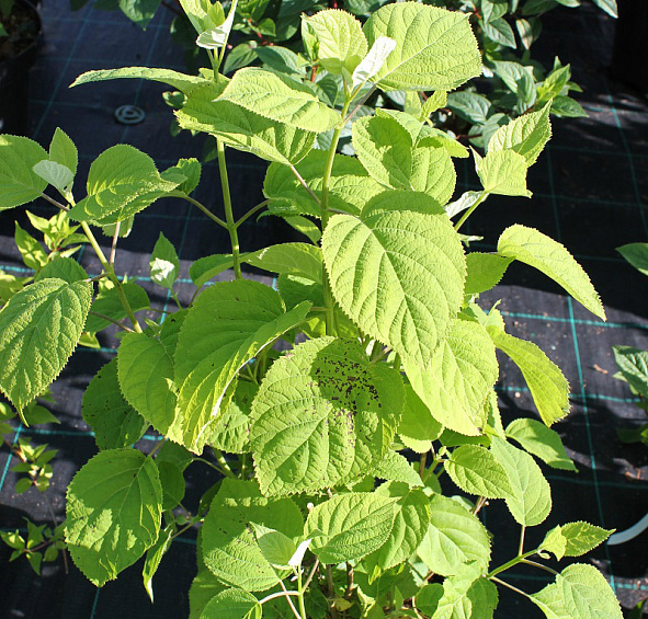 Гортензия метельчатая 'Грандифлора'