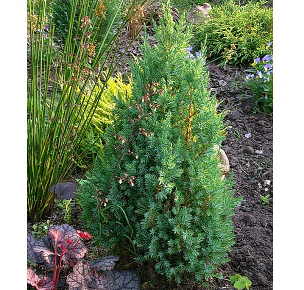 Можжевельник китайский 'Стрикта'