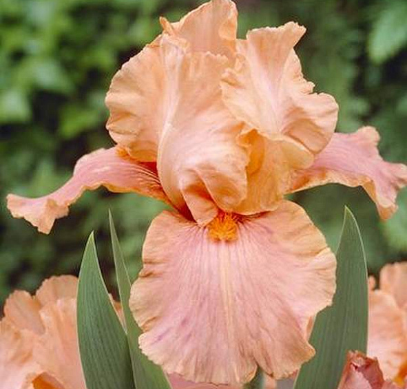 Ирис германский (бородатый) 'Джун Роуз' 