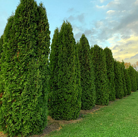 Туя западная 