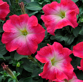 Петуния (сурфиния) гибридная 'Дримс Корал Морн' (кораллово - розовая с белым центром)