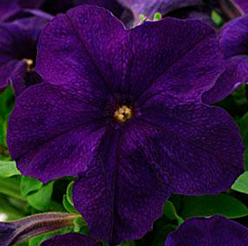 Петуния (сурфиния) гибридная 'Из Ридер Блю' (фиолетовая)