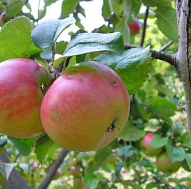 Яблоня домашняя 'Ренет Черненко'