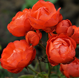 Роза 'Оранж Морсдаг' (флорибунда) (карминово - красная)