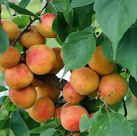 Абрикос 'Товарищ'