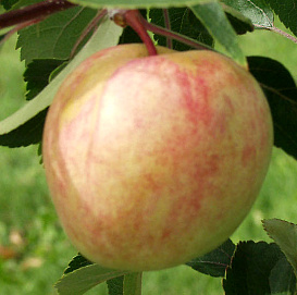 Яблоня домашняя 'Сахарный Мирон'