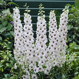 Дельфиниум (живокость) 'Мэджик Фонтейн Скай Блю Вайт Би'