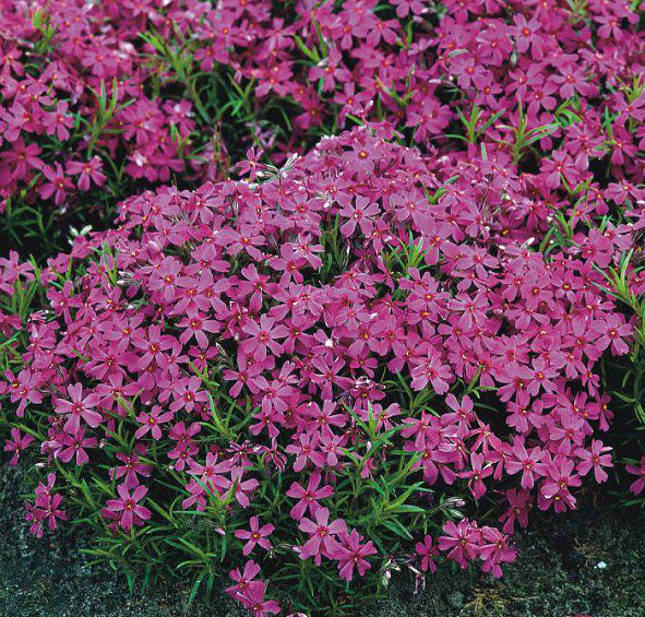 Флокс шиловидный