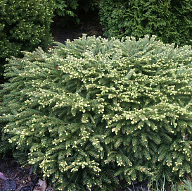 Ель обыкновенная Нидиформис (Nidiformis)