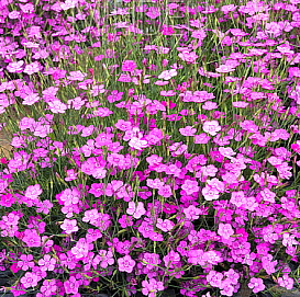 Гвоздика травянка 'Шримп' (розовая)