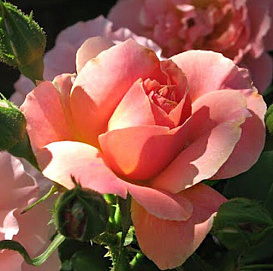 Роза 'Фаворит' (флорибунда) (лососевая)