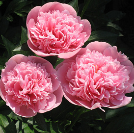 Пион молочноцветковый 'Этчед Салмон' (лососевый)