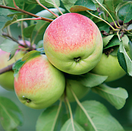 Яблоня домашняя 'Анисик омский'